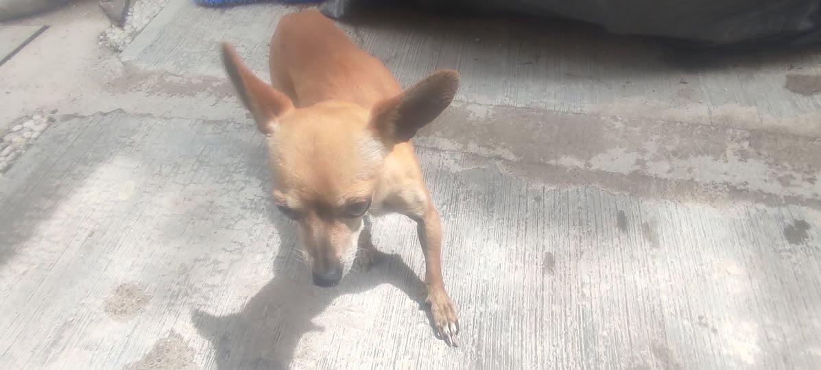 Perro en adopción
