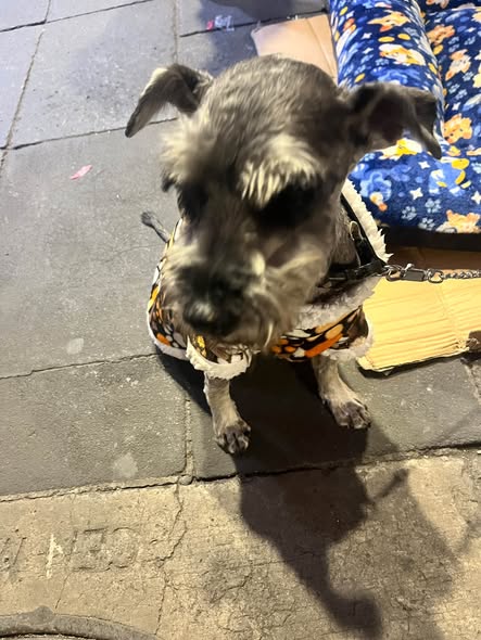 Perro en adopción