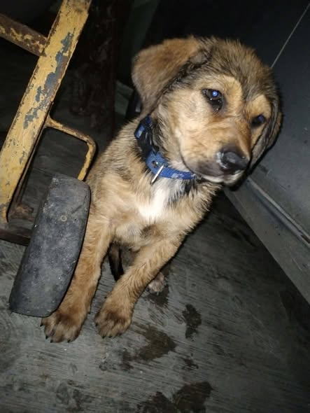 Dog for adoption