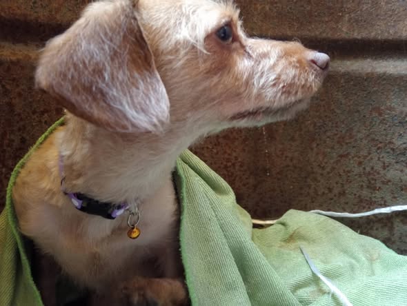 Dog for adoption
