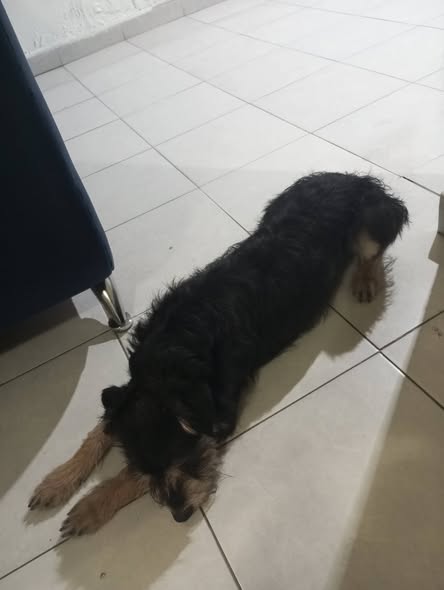 Mixed Breed