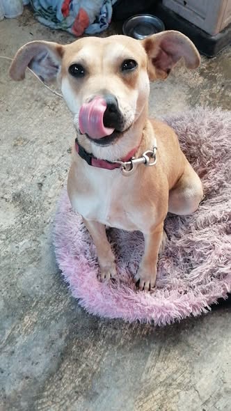 Mixed Breed