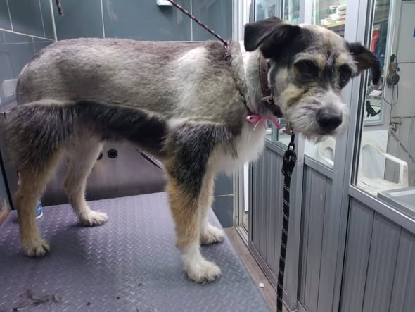 Mixed Breed