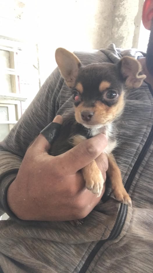 Chihuahua