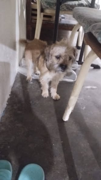 Mixed Breed