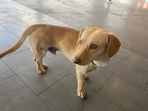 Mixed Breed