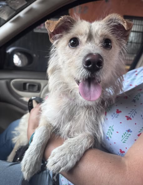 Mixed Breed