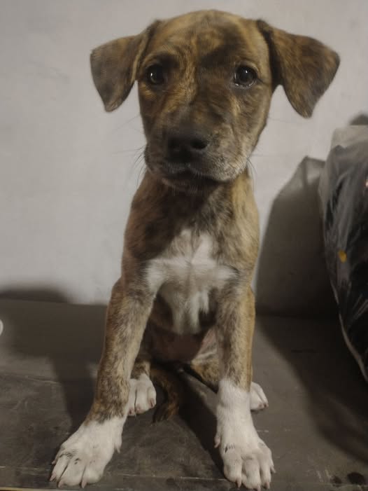 Mixed Breed