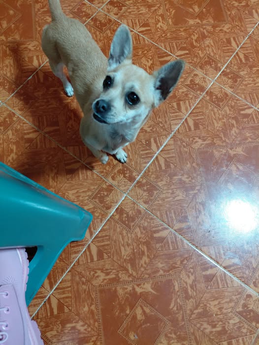 Chihuahua