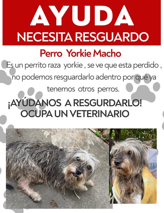 Yorkshire Terrier