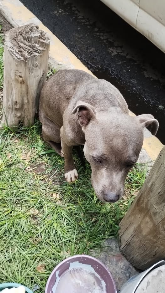 Mixed Breed