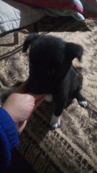 Mixed Breed