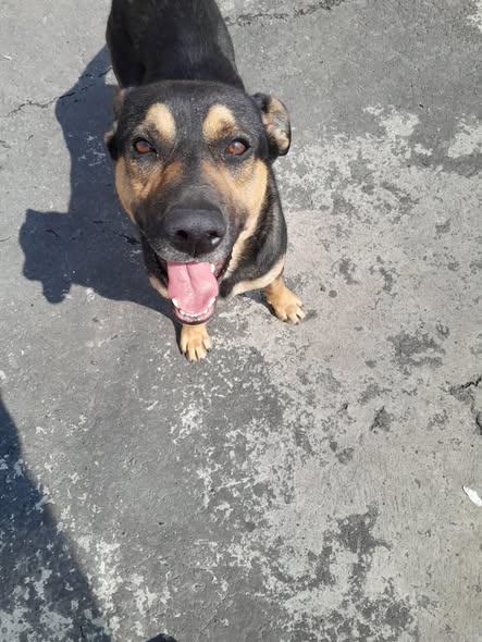 Mixed Breed