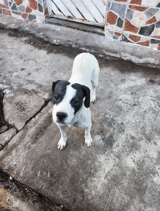 Mixed Breed