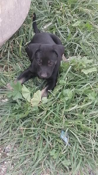 Mixed Breed