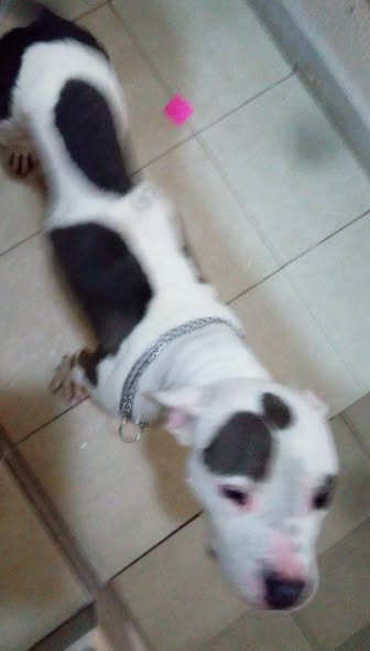 Mixed Breed