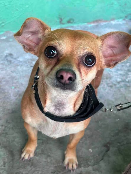 Chihuahua