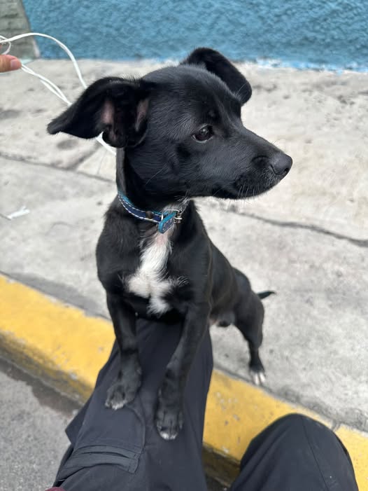 Mixed Breed