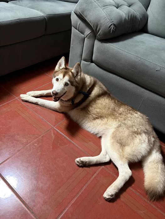 Siberian Husky
