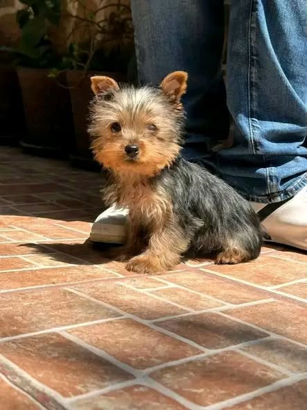 Yorkshire Terrier