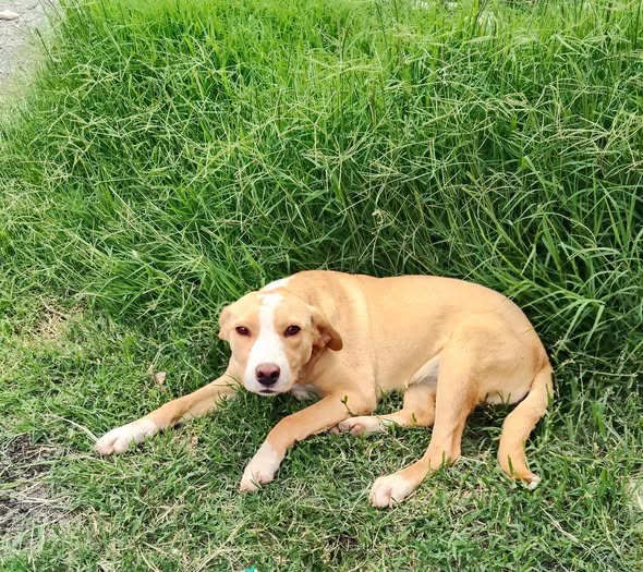 Mixed Breed