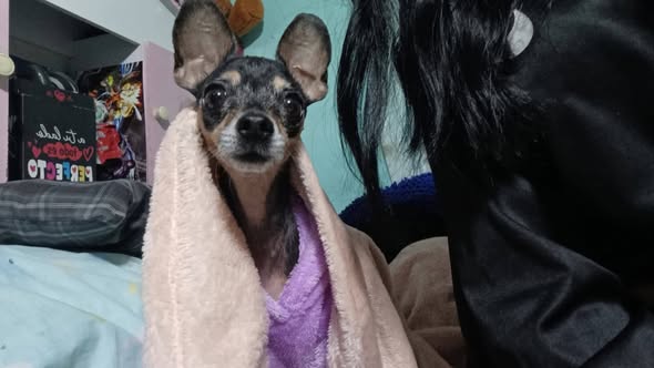Chihuahua