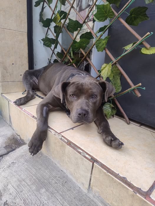 Mixed Breed