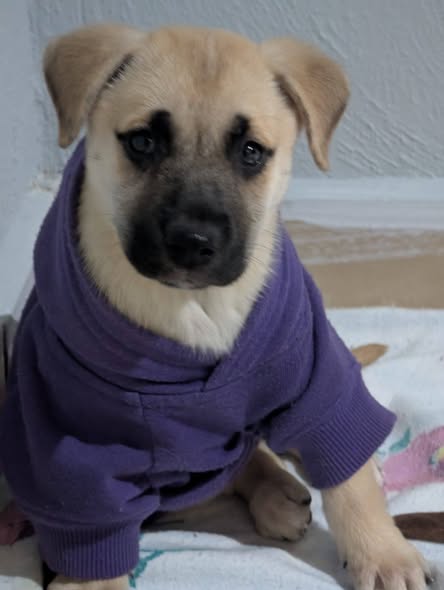 Mixed Breed