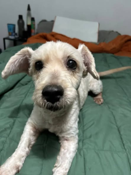 Mixed Breed
