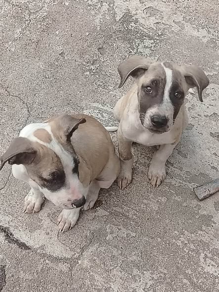 Dog for adoption