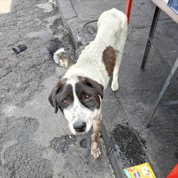 Perro en adopción