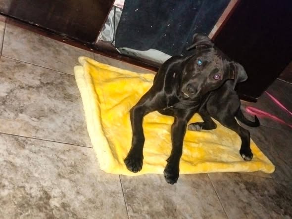 Dog for adoption