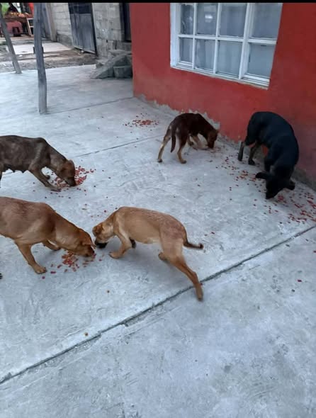 Perro en adopción