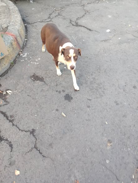 Perro en adopción