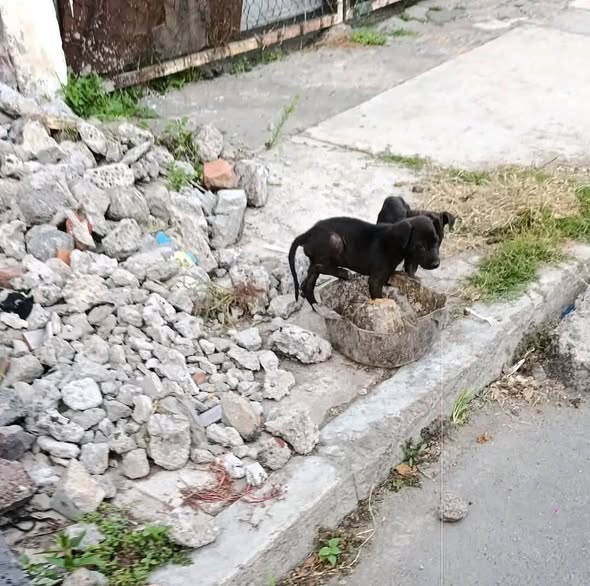 Perro en adopción
