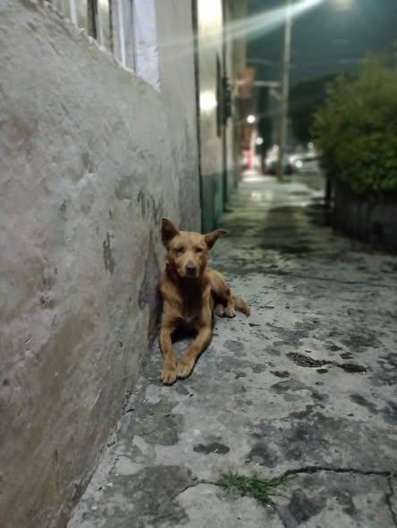 Perro en adopción