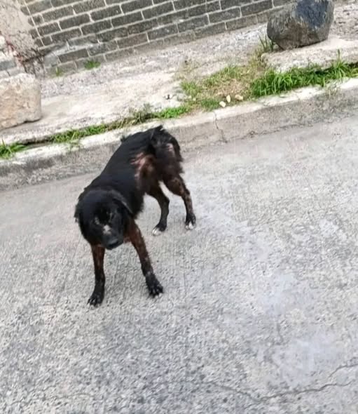 Dog for adoption