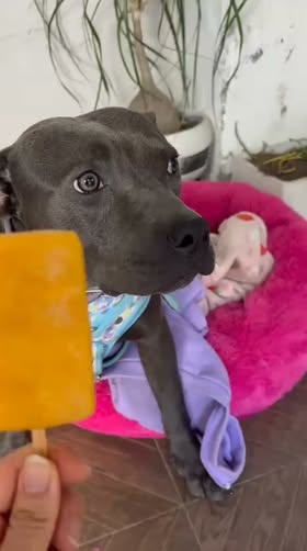 Perro en adopción