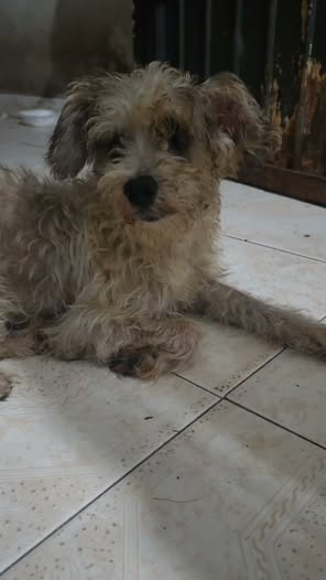 Dog for adoption