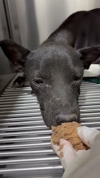 Perro en adopción