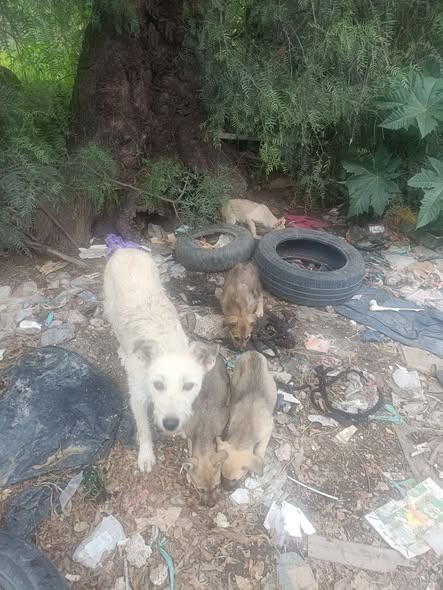 Perro en adopción