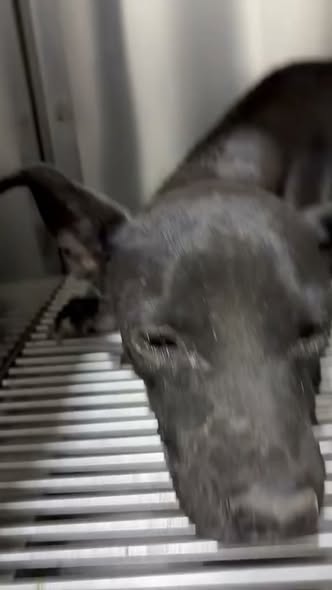 Perro en adopción