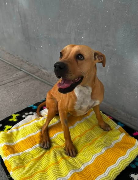 Perro en adopción