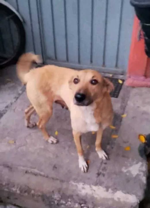 Dog for adoption