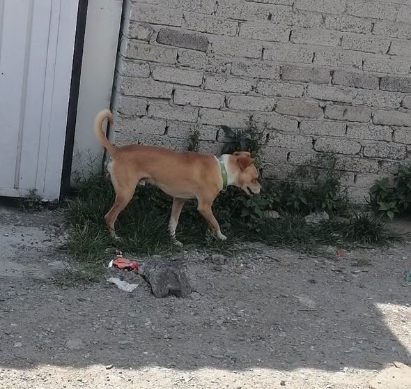 Dog for adoption