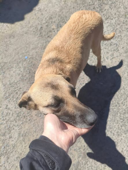 Perro en adopción