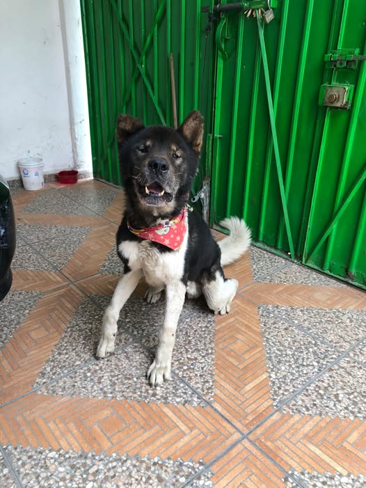 Perro en adopción