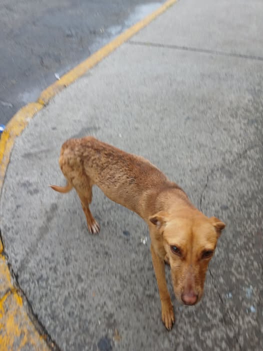 Dog for adoption