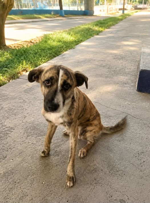 Perro en adopción