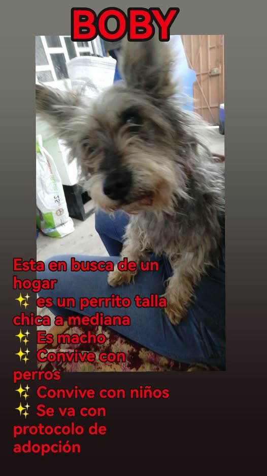 Perro en adopción